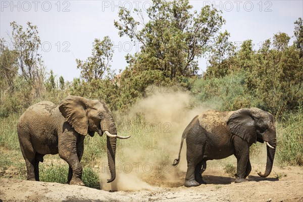 African Elephant