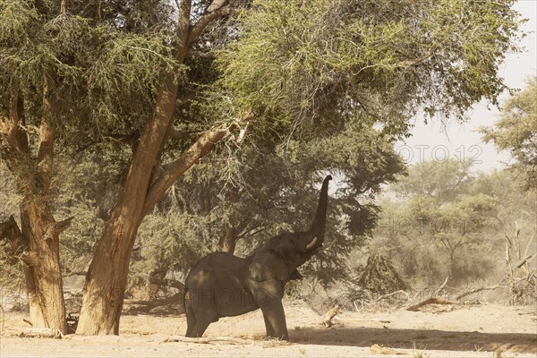 African Elephant