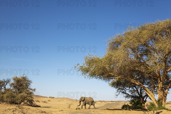 African Elephant