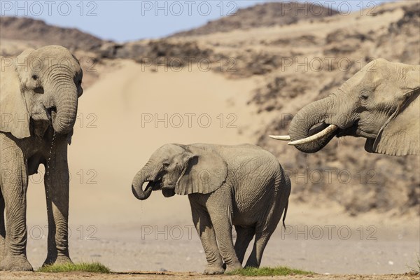 African Elephant