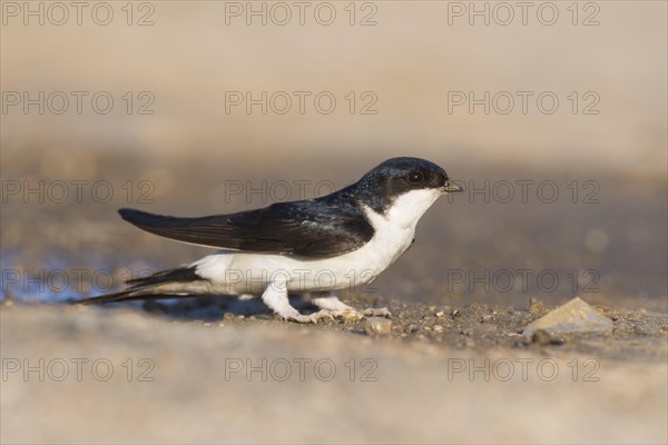 Common house martin