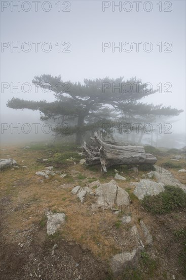 European black pines