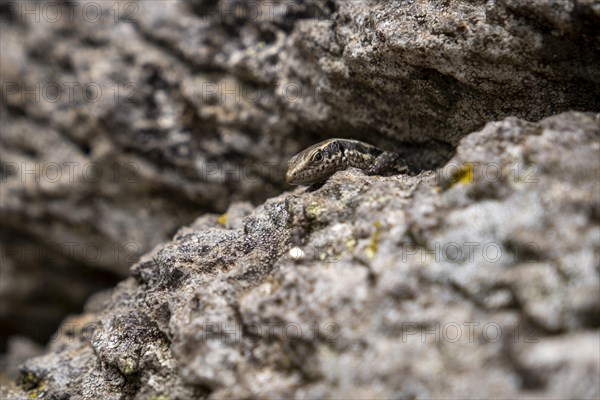 Madeira lizard or madeiran wall lizard