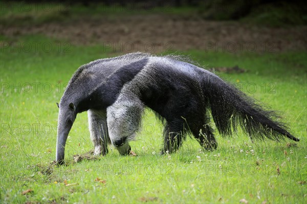 Giant anteater