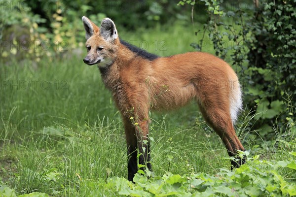 Maned wolf