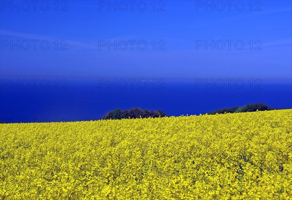 Blue sky and yellow rape