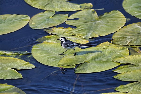 White wagtail