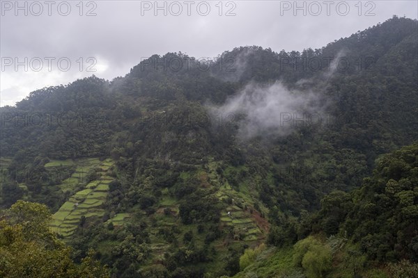 Green gorge with fog near Ribeiro Frio