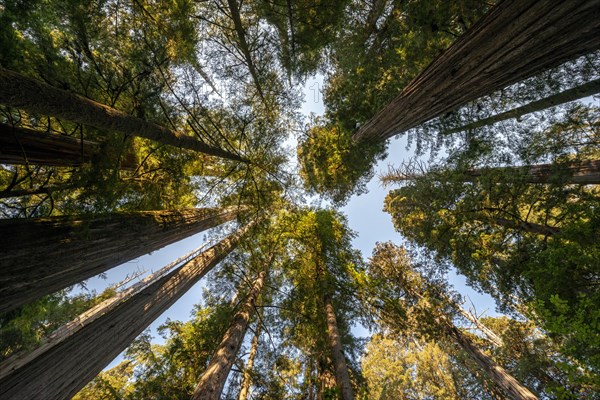 Coast redwoods