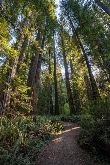 Hiking trail through forest with coastal sequoia trees