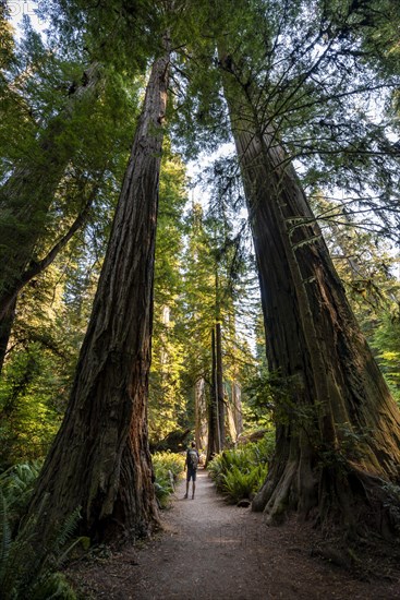 Young man on a hiking trail through forest with coast redwoods