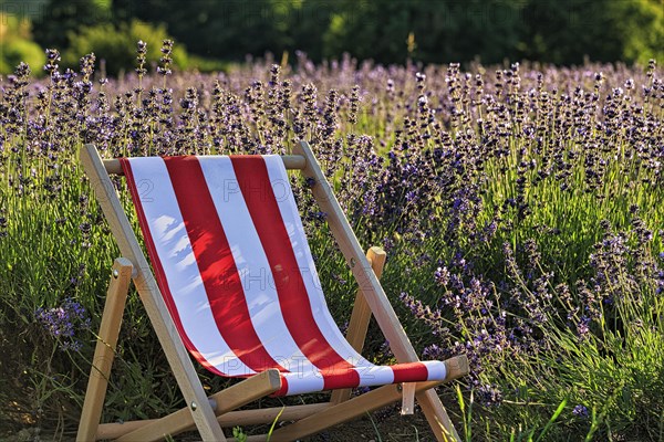 Deckchair at the lavender field