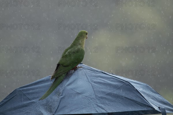 Australian king parrot