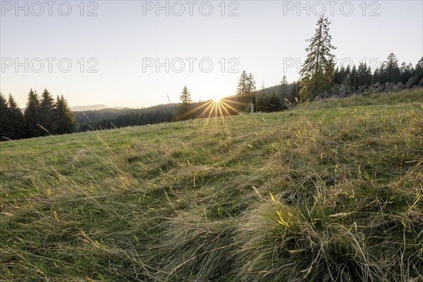 Meadow in the forest at sunrise in Todtnauberg