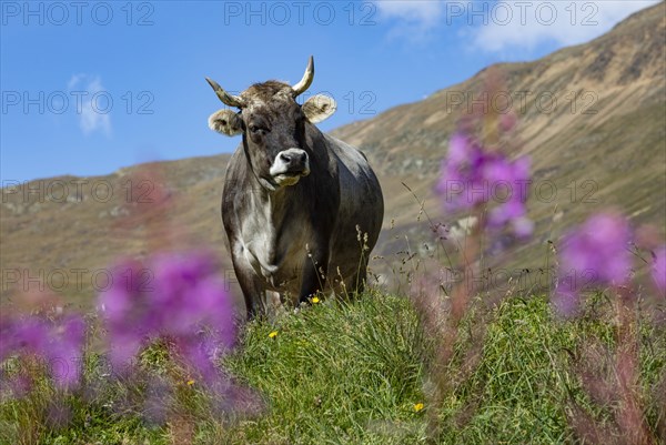 Cows on the alpine pasture in Rofental