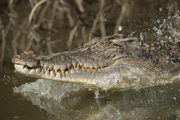 Saltwater crocodile