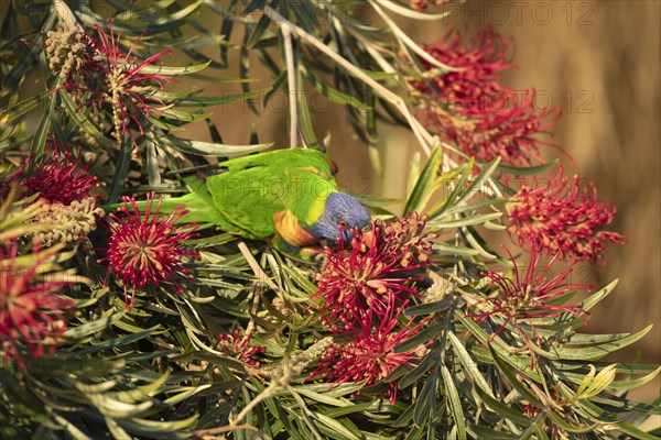 Rainbow lorikeet