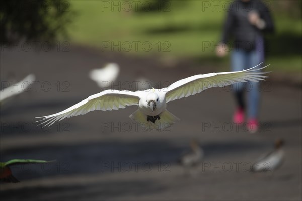 Sulphur-crested cockatoo