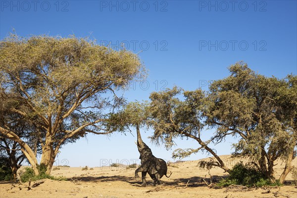 African Elephant