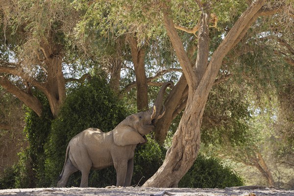 African Elephant