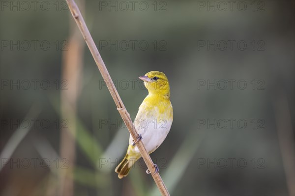 Yellow Canary