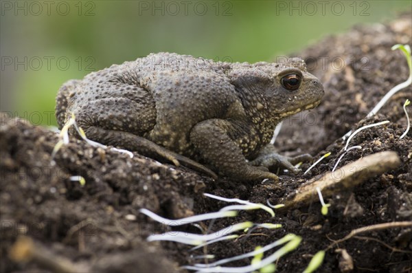 Common toad