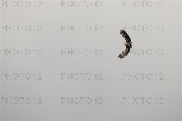 White-tailed eagle