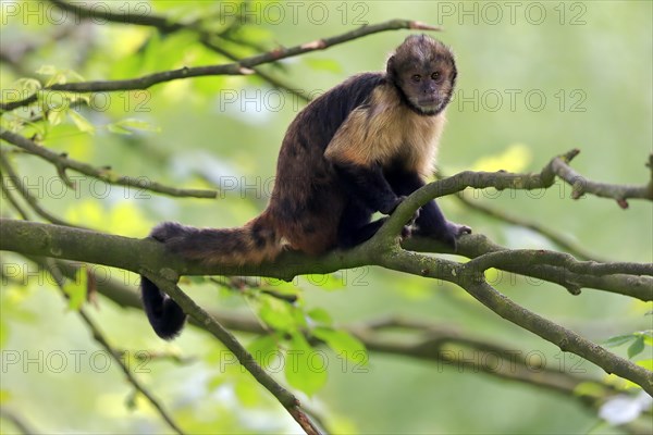 Golden-bellied capuchin