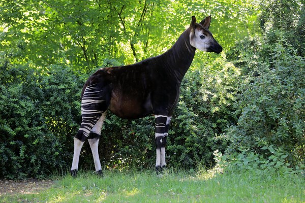 Okapi