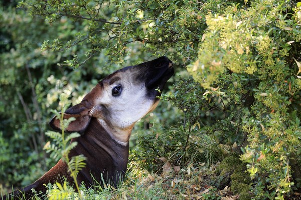 Okapi