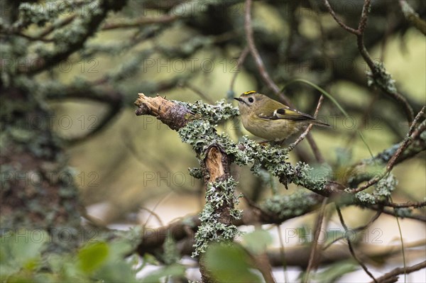 Goldcrest