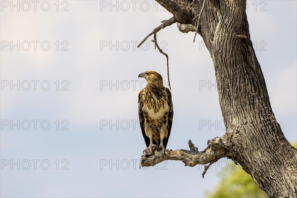 African fish eagle