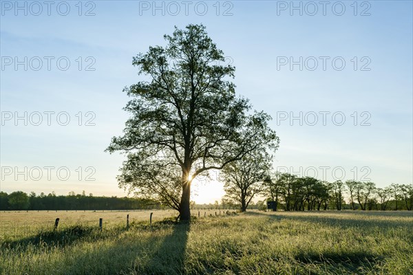 Black alder