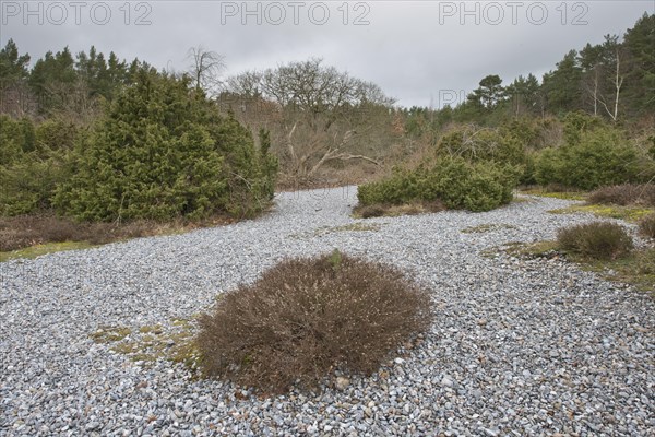 Flintstones and common juniper