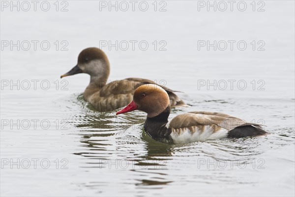 Red-crested pochards