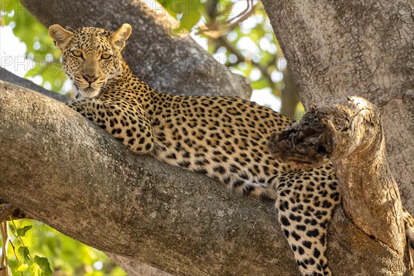 African leopard