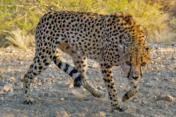 Cheetah