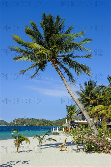 Empty sandy beach without tourists with coconut palm