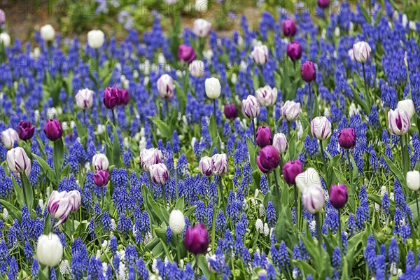 Different coloured tulips