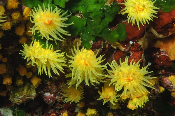 Tree coral