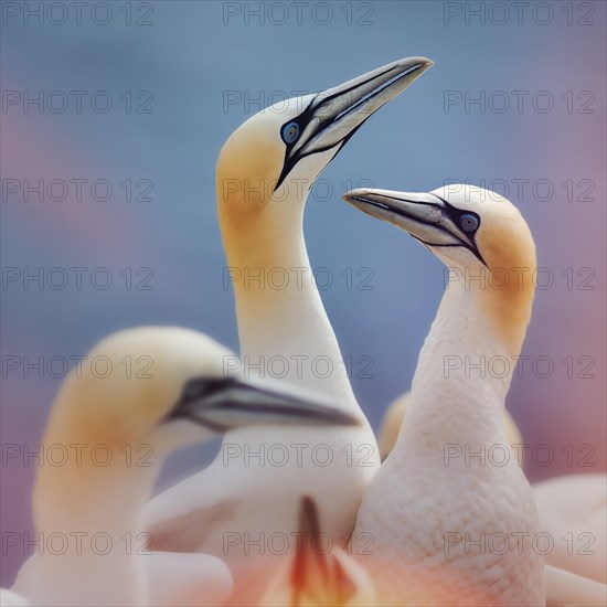 Northern gannet