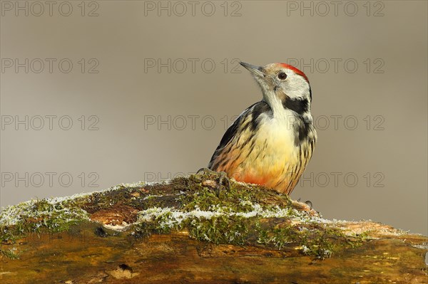 Middle spotted woodpecker