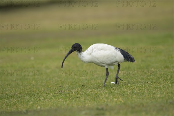 Australian white ibis