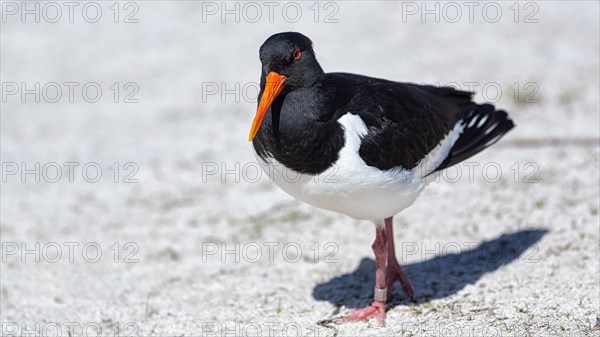 Eurasian oystercatcher