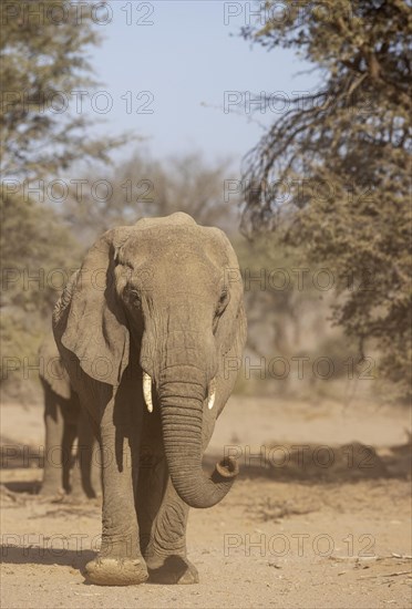 African Elephant