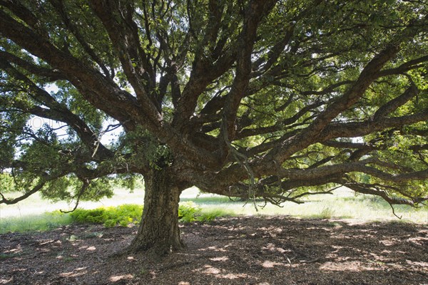 Cork oak