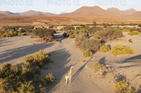 Angolan Giraffe