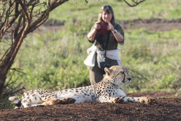 Cheetah