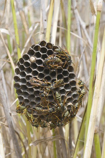 French field wasps