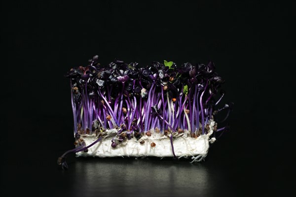 Red radish cress